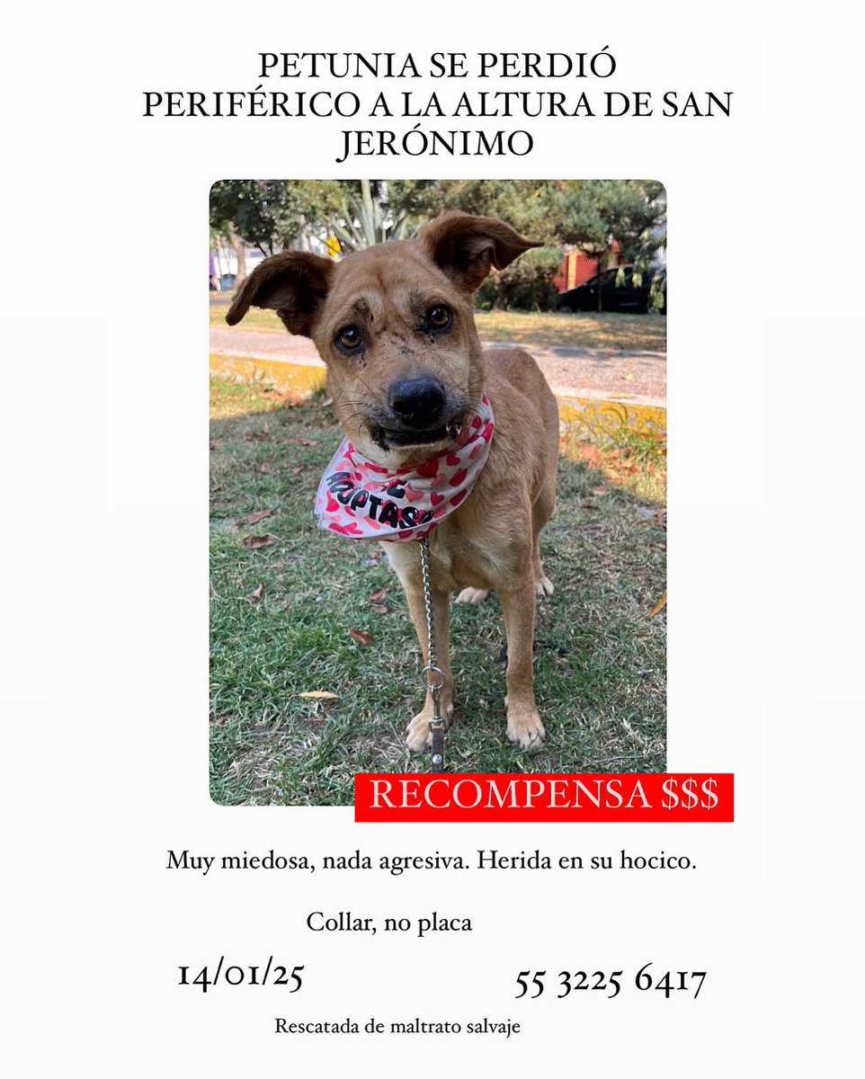 ACABAN DE VER A PETUNIA EN FRENTE DE TELEVISA SAN ÁNGEL, en la lateral del periférico. Si alguien está por ahí por favor ayúdenos