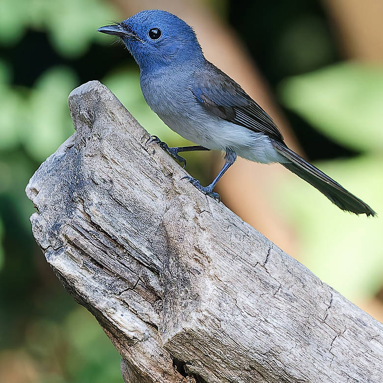 vafaned's tweet image. Back home from the bird hide  in Bang Pu.

One gorgeous #female Black-naped Monarch visited me and I could get a photo.

#BirdsSeenIn2025 #birds #birding #birdphotography #BirdsofX #NaturePhotography