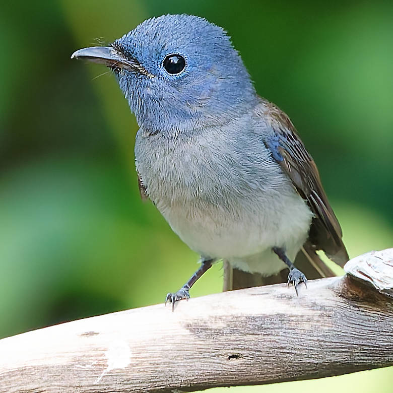 vafaned's tweet image. Back home from the bird hide  in Bang Pu.

One gorgeous #female Black-naped Monarch visited me and I could get a photo.

#BirdsSeenIn2025 #birds #birding #birdphotography #BirdsofX #NaturePhotography