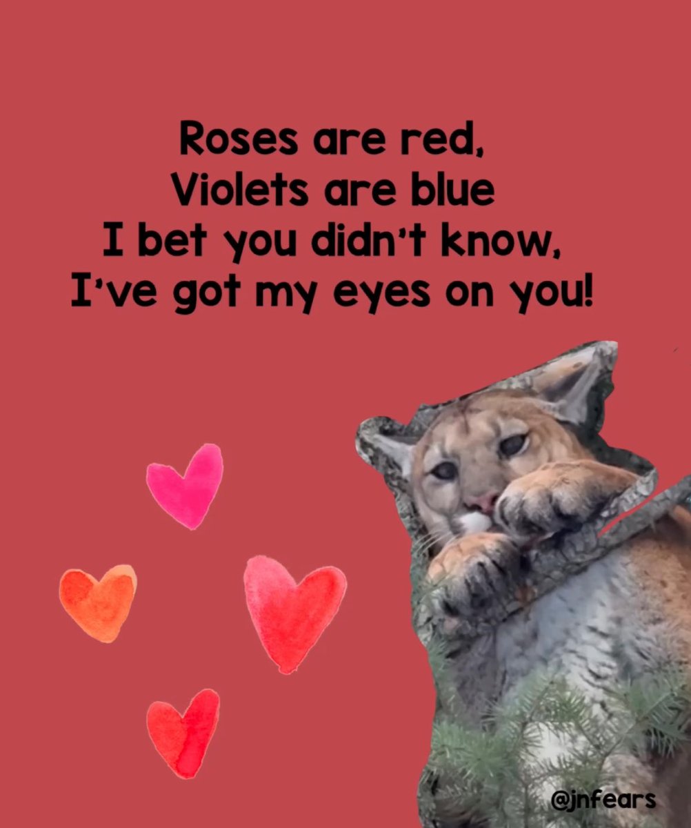 Happy Valentine’s Day!
#CatsOfTwitter #Cougars #cats #ValentinesDay