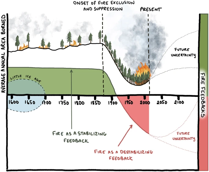 New: Parks et al. A fire deficit persists across diverse North American forests despite recent increases in area burned. Data: tree-ring fire-scar network
🔗 nature.com/articles/s4146…
Figure illustrates the impacts of fire exclusion and suppression on area burned and fire severity: