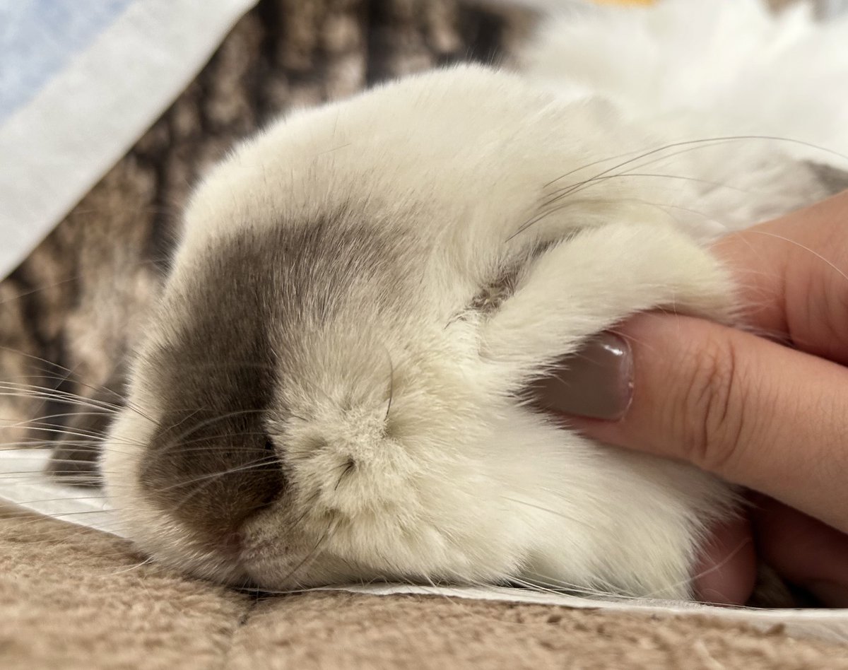 ほぴたんのふにふにほっぺた