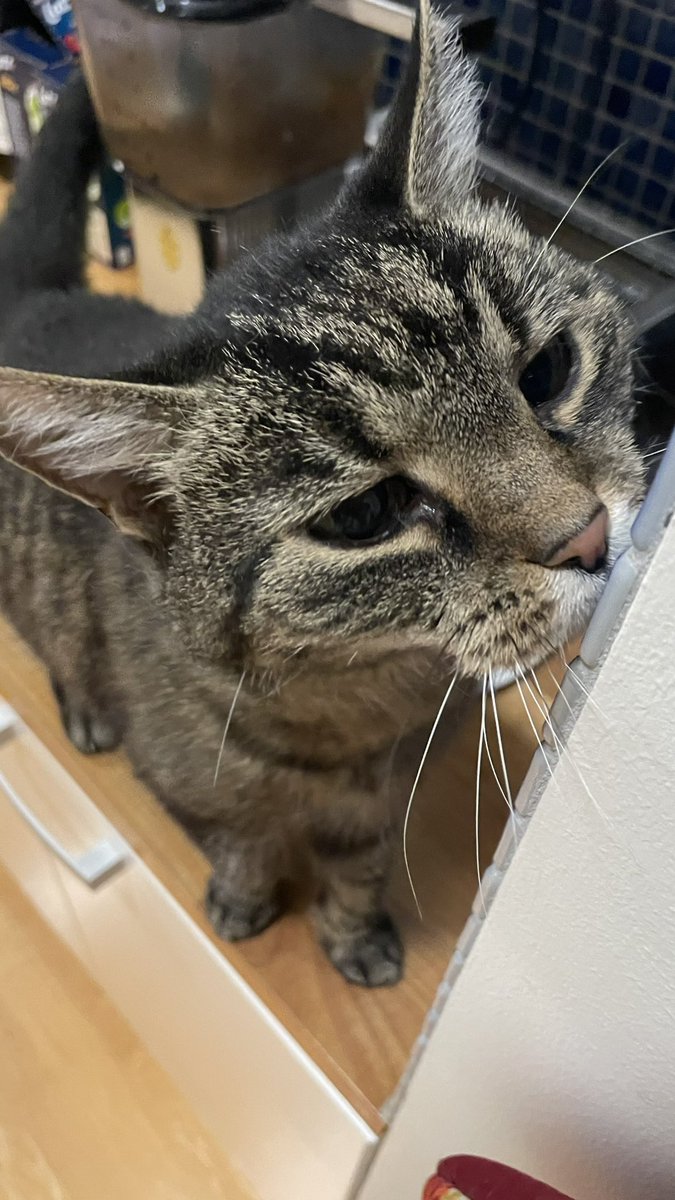 Hakpow's tweet image. Ikväll sa fina gosiga och mysiga #Starbuck adjö till jordelivet. 18 år är bra för en #katt och hon levde ett gott liv med mycket kärlek hos mig sedan dag 1. Glad att hon dog i min famn på hennes premisser 🐈💔😢❤️😿

Ta hand om er och era nära och kära, både människor och djur ❤️