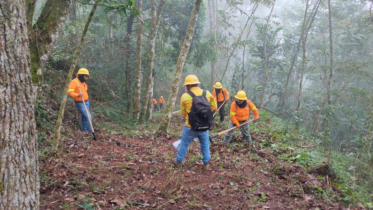 ContraProMx's tweet image. 🔥 Realiza @COESFO_GobOax apertura de brechas #cortafuego en San Miguel #Chimalapa

#Oaxaca de Juárez, Oax. 14 de febrero de 2025. Elementos de la brigada oficial de combatientes de incendios forestales de la Comisión Estatal Forestal (Coesfo), con sede en San Antonio Chimalapa,…