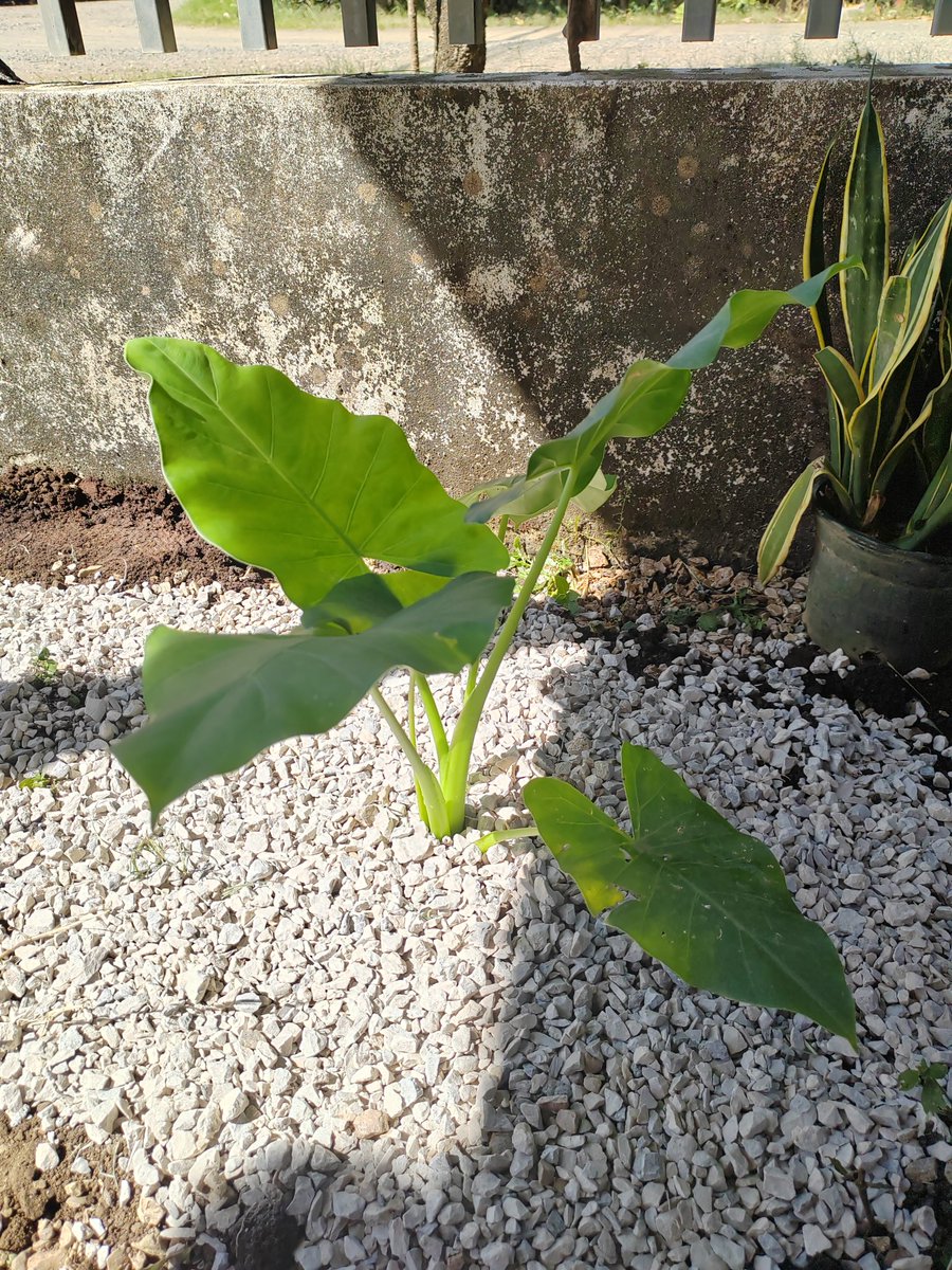 Dejé las cenizas de mami en el jardín de la casa de mi prima, en Guanacaste, y sembramos una planta y hoy las nietas de mi prima de 7 y 6 años y el nieto de 4, me pasaron un video donde le pusieron unas flores x el día del amor, como lloré! No pude escoger mejor lugar!
