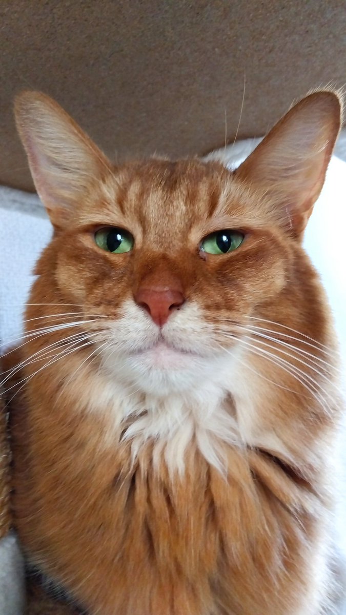 Ohmugikomgi's tweet image. 我が家の愛猫にして自宅警備員の「コムギ」様です

＃印刷ならファミマ