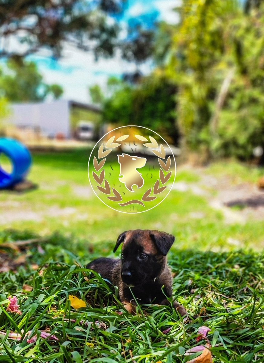 VIRTUS HOUSE KENNEL ECHO LITTER

Mr Brown Collar 

#K9SolutionsAustralia🇦🇺