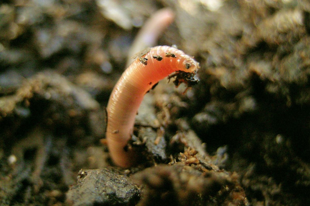 🐛 Aujourd'hui, c'est la journée du ver de terre ! 🐛

📄 Tu trouveras un article en l'honneur de cet habitant particulier du sol sur bioactualites.ch/actualites/nou…

💡 Tu trouveras plus d'informations sur le rôle des vers de terre dans l'agriculture dans
fibl.org/de/shop/1619-v…