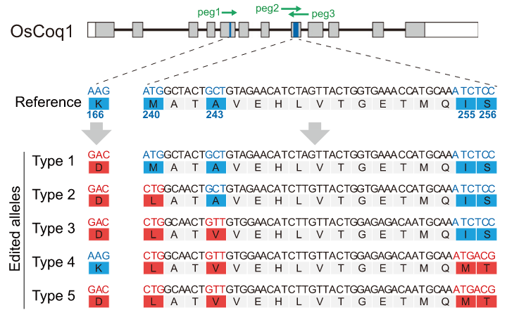 Laurens Pauwels @laurenspauwels.bsky.social (@laurenspauwels) on Twitter photo Again a superb example of the power of #CRISPR gene editing in crops by Xiao-Ya Chen and <a href="/CaixiaGaoLab/">Caixia Gao</a>! Engineering of Coenzyme Q10 production is rice and wheat using advanced prime editing and GRAND systems by quintuple amino acid substitutions. cell.com/cell/fulltext/… Again a superb example of the power of #CRISPR gene editing in crops by Xiao-Ya Chen and <a href="/CaixiaGaoLab/">Caixia Gao</a>! Engineering of Coenzyme Q10 production is rice and wheat using advanced prime editing and GRAND systems by quintuple amino acid substitutions. cell.com/cell/fulltext/…