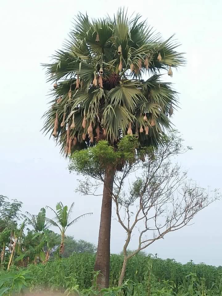 शांति सुकून हमें शहरों में नहीं मिलता! ❤️😊

पेय आउट की दुनिया से बाहर निकलिये ओर अगली बार की तैयारी करिये चारो बटन दबाइये।

Good afternoon Dear X family