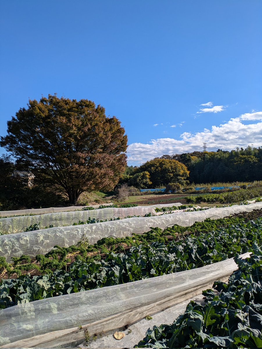 AbcSunboy's tweet photo. 2/1 農場実習

卒業！1年半お疲れさまでした！
この畑での授業がラストとなりました。
2023年秋に入学してから、たくさんの学びと、皆さんとの交流が、本当にがかけがえのないモノとなりました！ありがとうございました👨‍🌾

#アグリイノベーション大学校 https://t.co/o7cTlpod9f