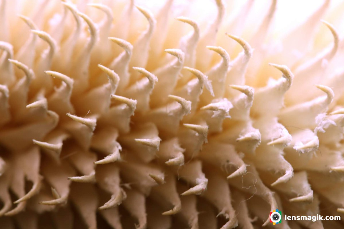 np_photographer's tweet photo. Abstract Photography https://t.co/v21wqFMxUI Abstract objects #abstractphotography #abstractphotographyobjects #abstractphotographyathome #abstractmacro #macrophotography #abstractphotographyideas https://t.co/J3jS4EgX5y