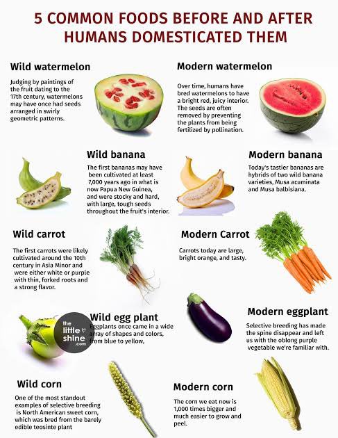<a href="/simonmaechling/">Simon Maechling</a> Before farmers ever learned about using science to modify our foods, selective breeding achieved something similar.
