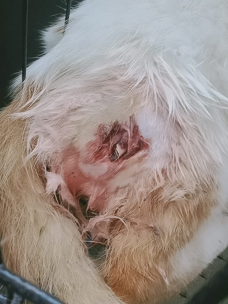 HanaHud's tweet photo. ⚠️TW INJURY/BONES⚠️

Unfortunately, Dipsy dilanggar lari and by the time we found her she was already injured. Thank you so much everyone for your support! https://t.co/5UR9jFXtEd