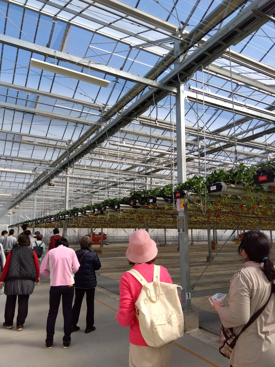 nodasyakyo's tweet photo. いちご狩り！はじまるよー！🍓
#野田市 #社協 #障がい #ボランティア #いちご https://t.co/mNeOfkLQAw
