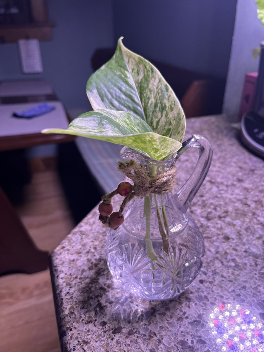 So much fun @ MSU Weedy Lunch today as some chose to exchange Valentines 🌱 ❤️ These are my people…esp Dan Brainard’s heart-shaped theme w/ mini buckwheat bouquet &amp; velvetleaf seeds. I decided 2 use a Beal seed exp theme…hopefully Dr. Beal had a sense of humor!