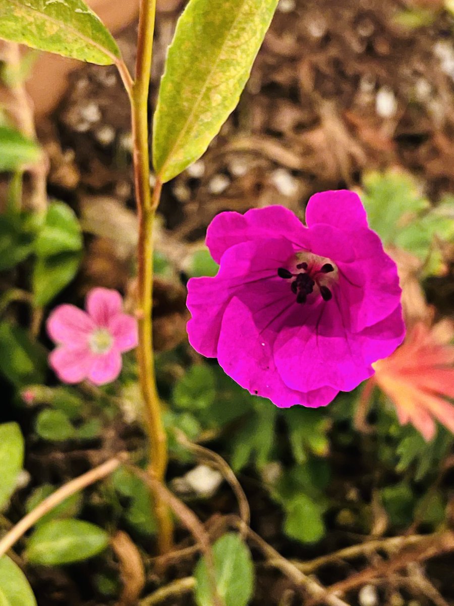 Rita J. King (@ritajking) on Twitter photo 