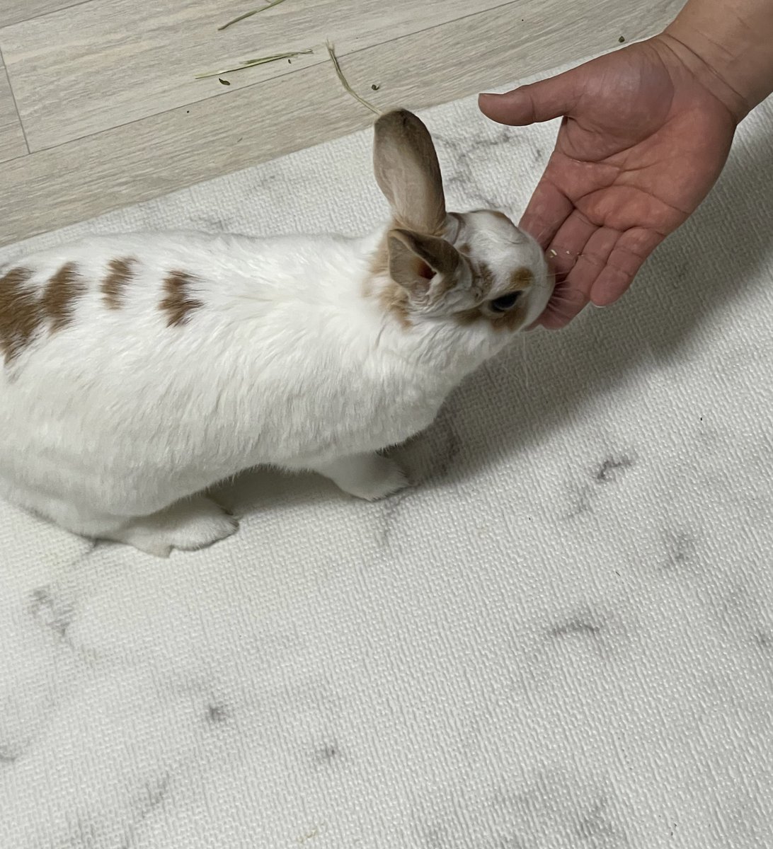 구면의 점검기사님이 살구를 쿵야하고 가셨다