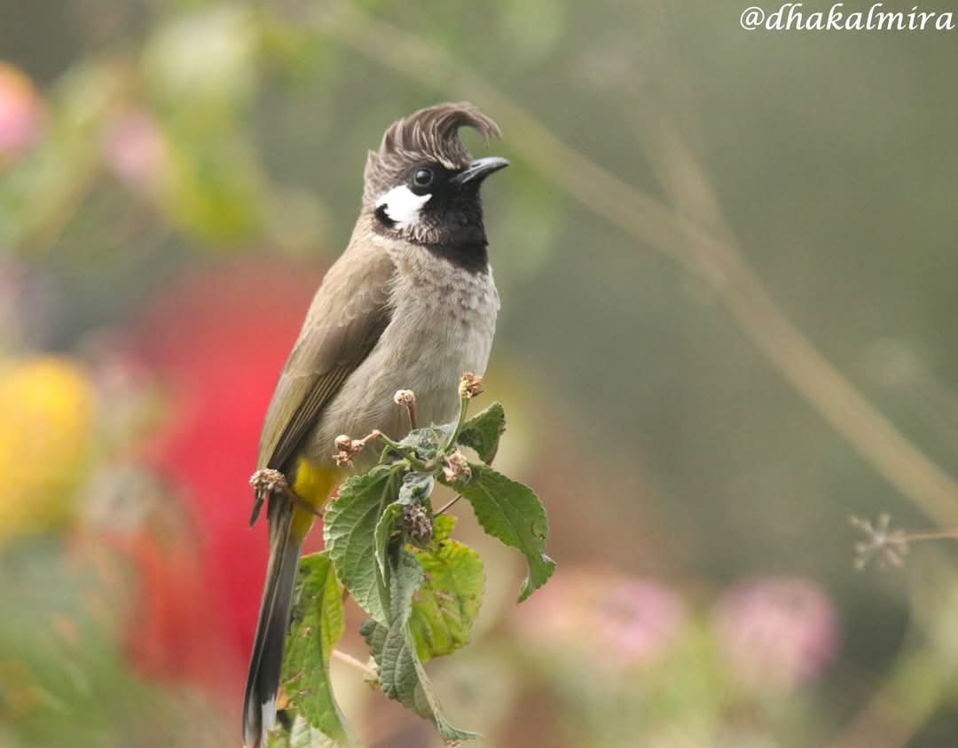 dhakalmira's tweet photo. My birding journey in three words: patience, perseverance and silence.
#thejoyofsmallthings #BirdsOfPokhara #HimalayanBulbul #SpringDelights #naturephotography #chroniclesofnaturelover https://t.co/Uf8K1UOzPV