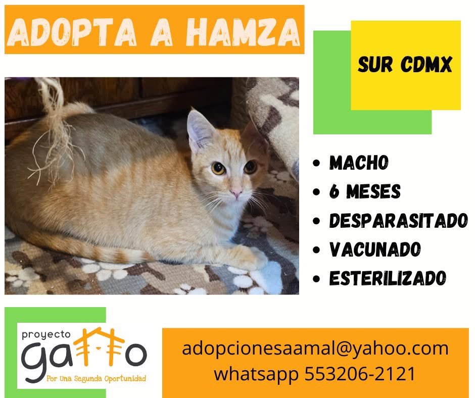 proyecto_gatto's tweet photo. @lagateria Hoy puedes cambiar la vida de alguno de estos hermosos… solo date la oportunidad de conocerlos… seguro que alguno se robará tu corazón… a cuál te vamos a presentar??? … #porunasegundaoportunidad #miaufest #cats #cat #catlover #adoptanocompres #gatosdeinstagram #rt https://t.co/dT8vF12hcD