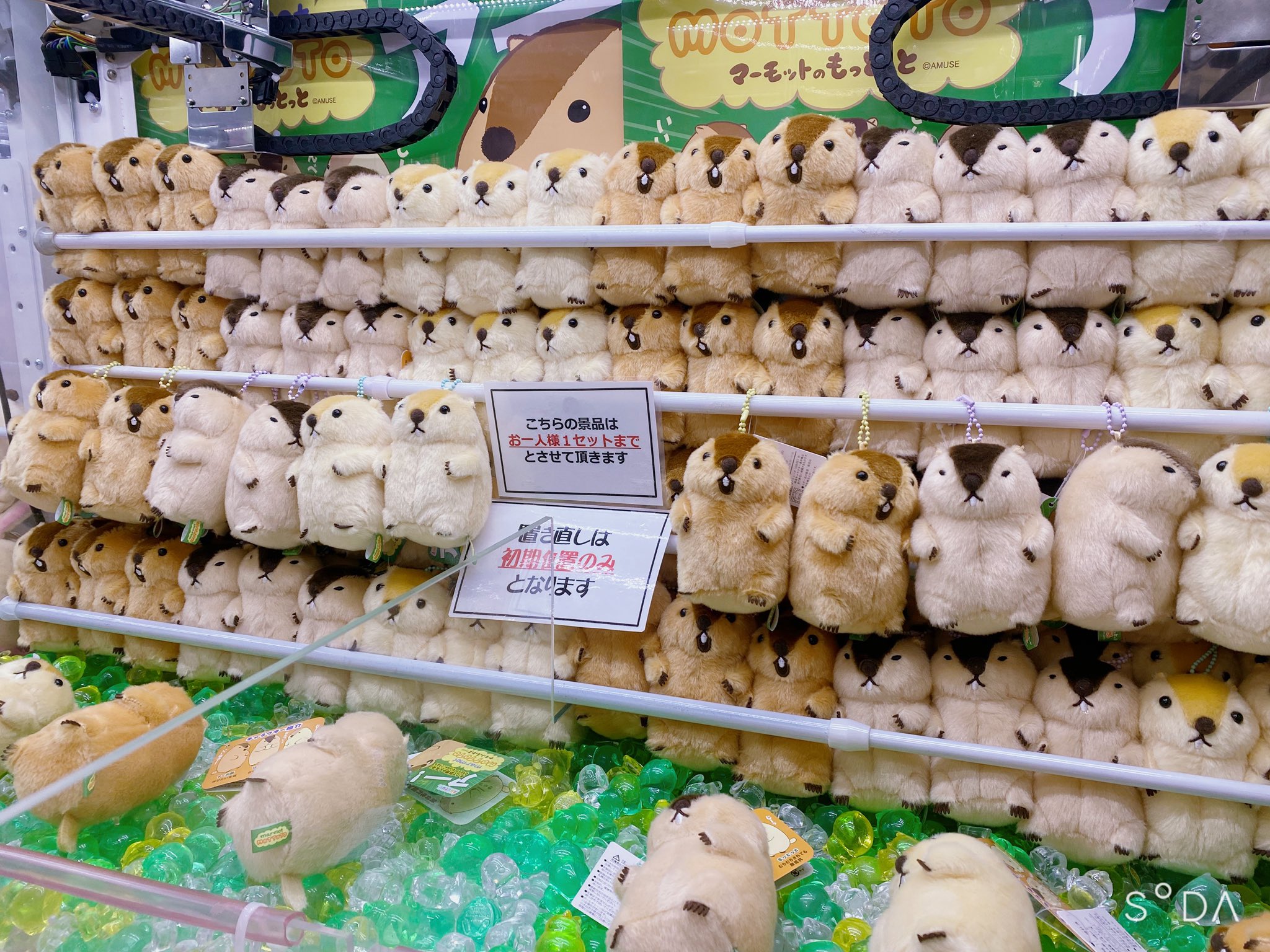 マーモットのもっとっと ウルトラBIG ぬいぐるみ3種セット（数量