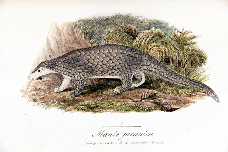 ZSLLibrary's tweet image. Today we are celebrating #WorldPangolinDay.
This lovely #drawing is by Samuel Richard Tickell. His collection consists of 14 volumes of manuscript notes and drawings, mainly of the vertebrate animals of India and Burma. Eleven of the volumes are on birds. #specialcollections