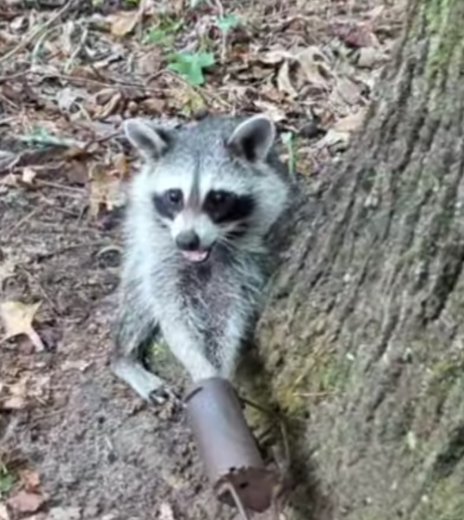NHCART's tweet photo. This poor little raccoon got both of those sensitive hands in the trap. So much suffering and then comes such a senseless death.
#BanTrapping #TheConservationLie #Raccoon https://t.co/5fmwTlH5cP