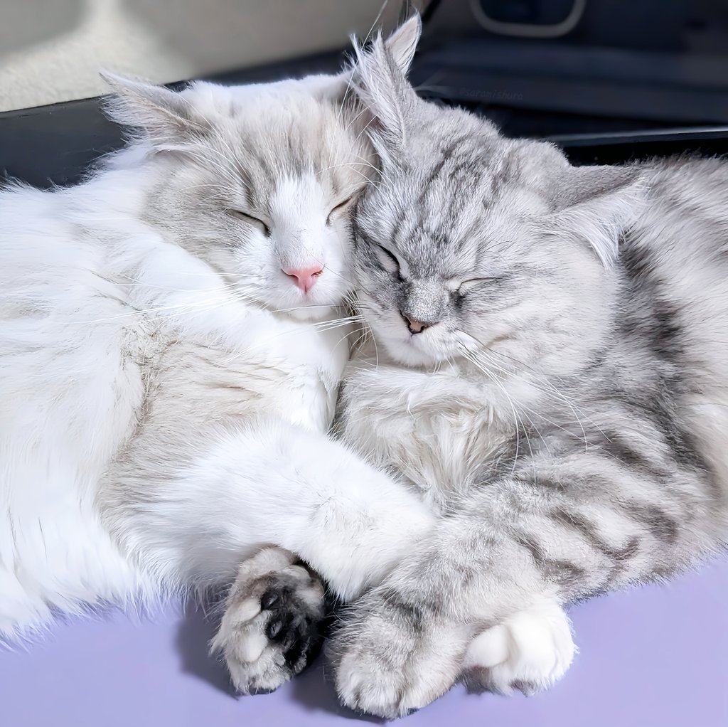 寝る時も離れたくないんだね🐱