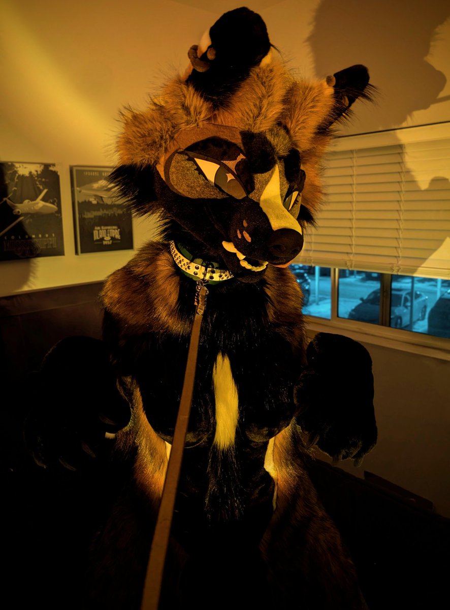 fuchsfoxfox's tweet image. she brings the golden hour with her 🌄