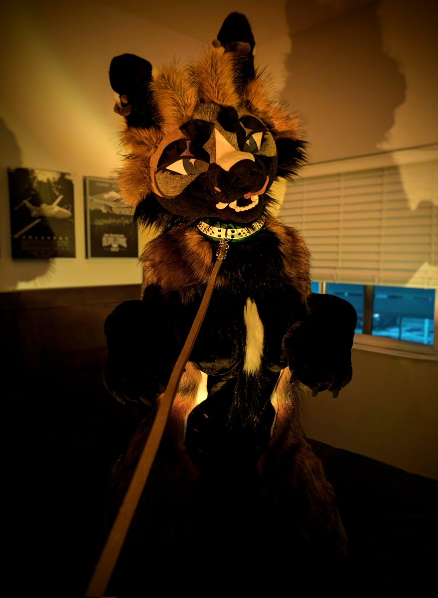 fuchsfoxfox's tweet image. she brings the golden hour with her 🌄