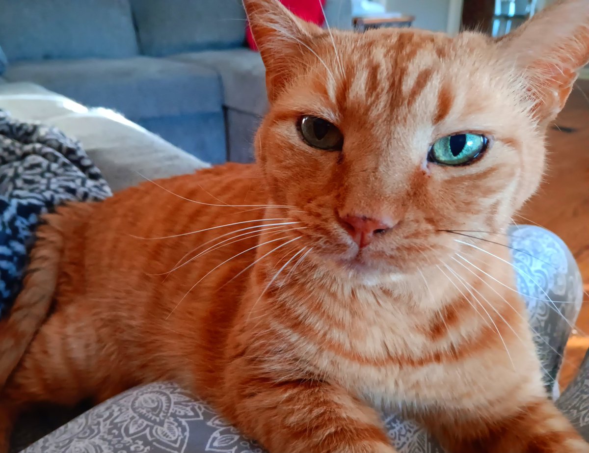 Shannon McCombs (@radioshannon) on Twitter photo The eyes of Benji. 🥰That's my boy! Happy #caturday everyone. I hope you have a good one! And if you're considering a pet, please remember those without homes.🐈⬛🐈🐈 there may be one at your back door now.. But be ready for them to melt your heart, just like Benji did mine. The eyes of Benji. 🥰That's my boy! Happy #caturday everyone. I hope you have a good one! And if you're considering a pet, please remember those without homes.🐈⬛🐈🐈 there may be one at your back door now.. But be ready for them to melt your heart, just like Benji did mine.