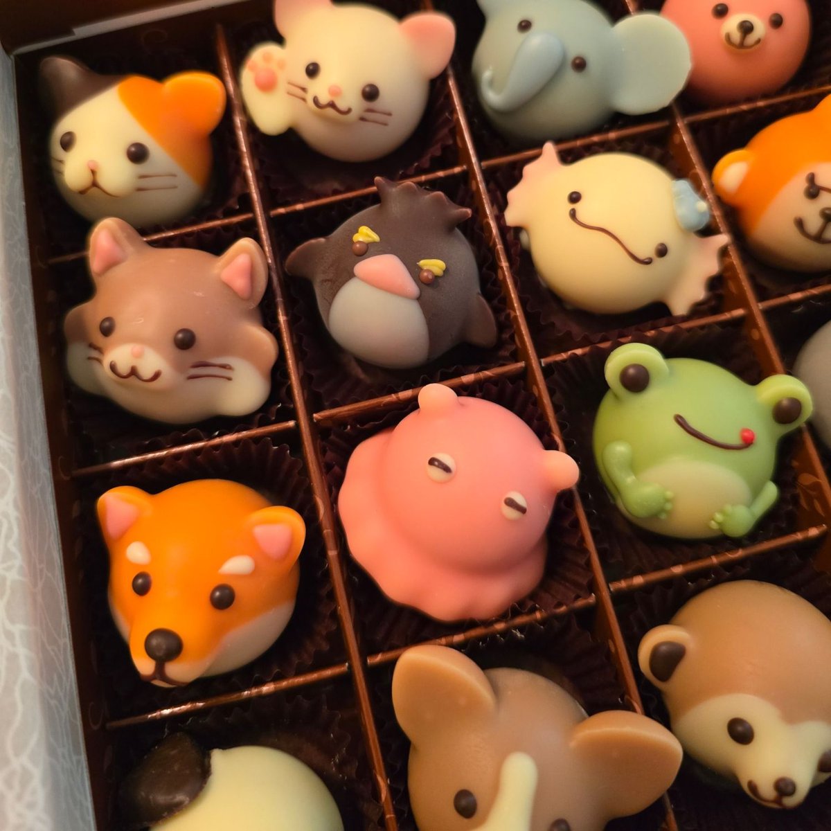 HelenaMarkos726's tweet photo. 今年もアニマルショコラコンプリートBOX
#ゴンチャロフ #チョコレート #バレンタインデー #goncharoff https://t.co/9diYjMXp0I