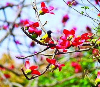 ‎বসন্তে অপরুপ সেজেছে প্রকৃতি