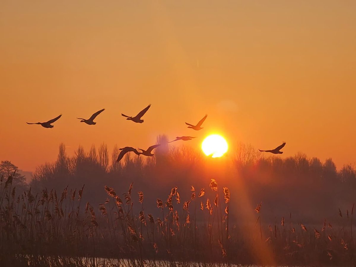#Goedemorgen #zaterdag 

Dit is een ongelofelijk belangrijke dag: tuurlijk horen daar #vogels bij die uitvliegen in een prachtige #zonsondergang🥰. 

Mooi he: onlangs genomen in mijn geboortedorp #Maasland

Laat het een mooi #weekend worden💋. 

#nature #sunset #birds