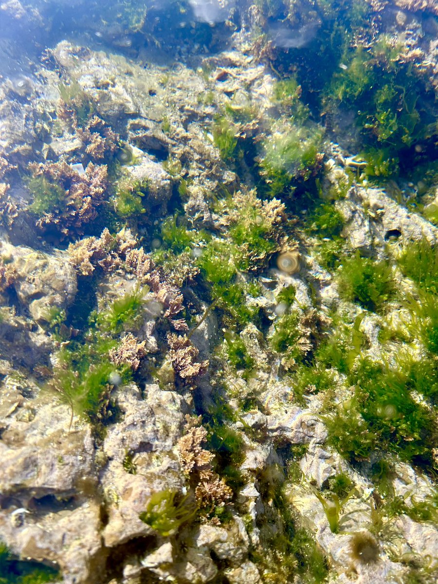 oyajipowers's tweet image. 海の中は確実に春☘️（立石海岸と久留和海岸の真ん中あたり）
#sagamibay #springhascome #海中はもう春