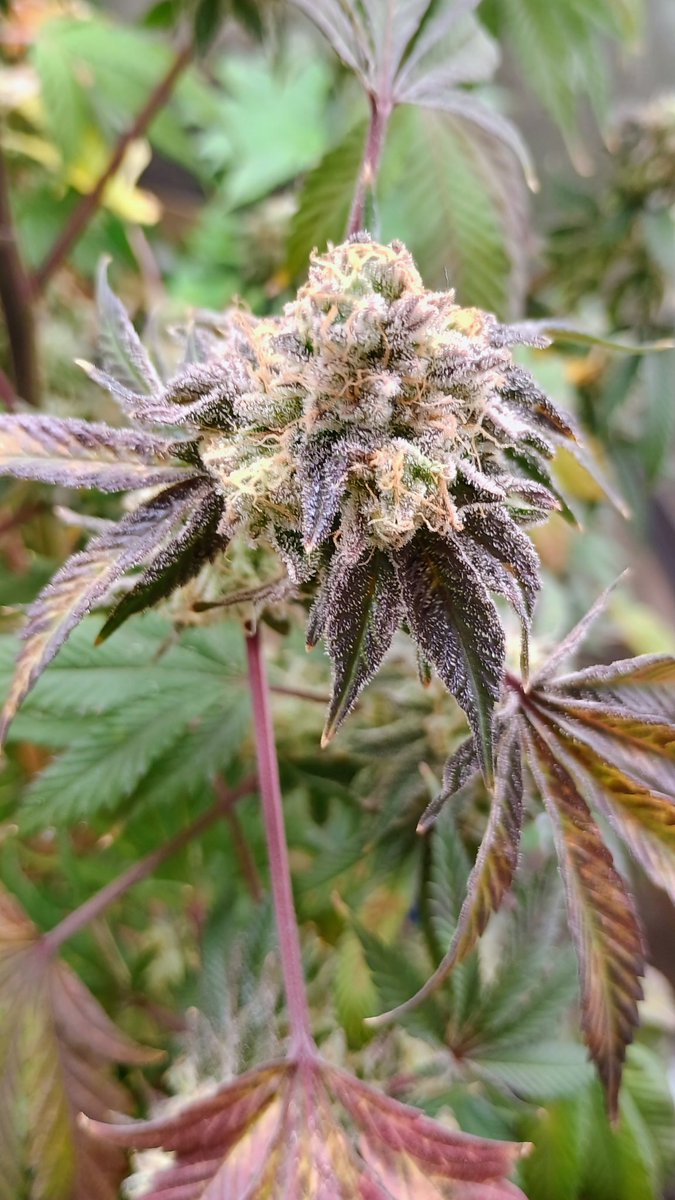 DjVisionaire tweet media