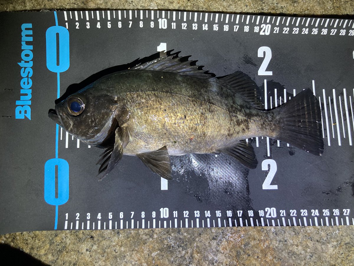 jeross_Chamile's tweet image. フロートメバルのシーズンがきた‼️
やっぱりメバルのヒキが堪らなく好き❤️

#メバリング
#フロート
#レベロク
#高田屋
#漁港ワーム
#絵空