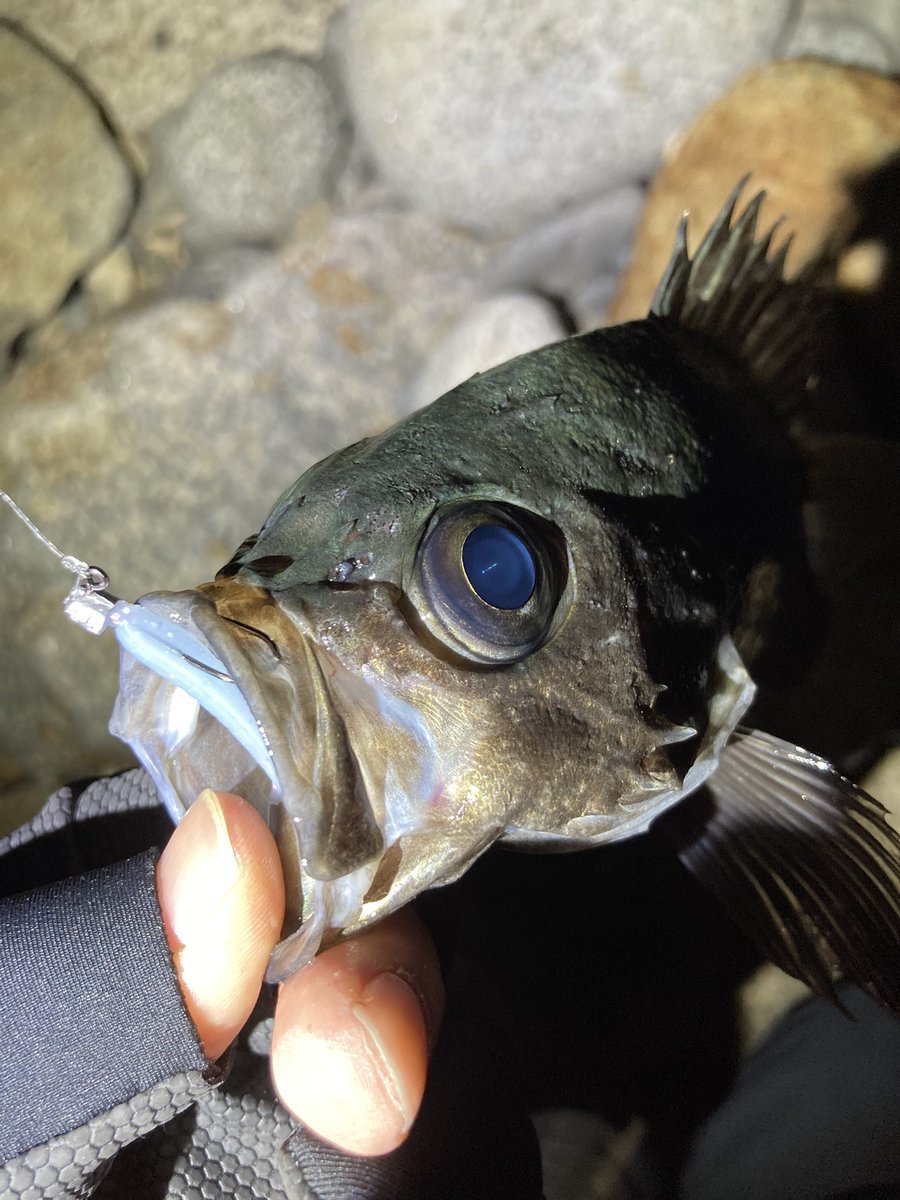 jeross_Chamile's tweet image. フロートメバルのシーズンがきた‼️
やっぱりメバルのヒキが堪らなく好き❤️

#メバリング
#フロート
#レベロク
#高田屋
#漁港ワーム
#絵空