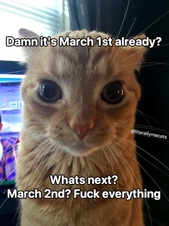 LiterallyMeCats (@literallymecats) on Twitter photo 