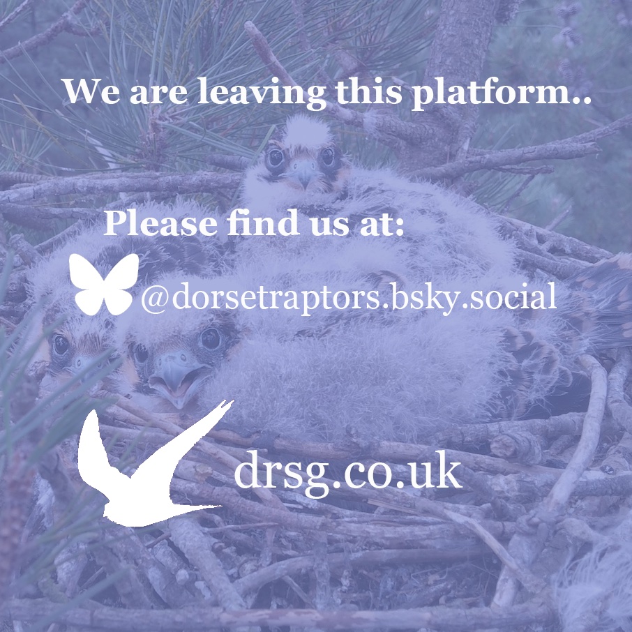 Dorset Raptor Study Group tweet media
