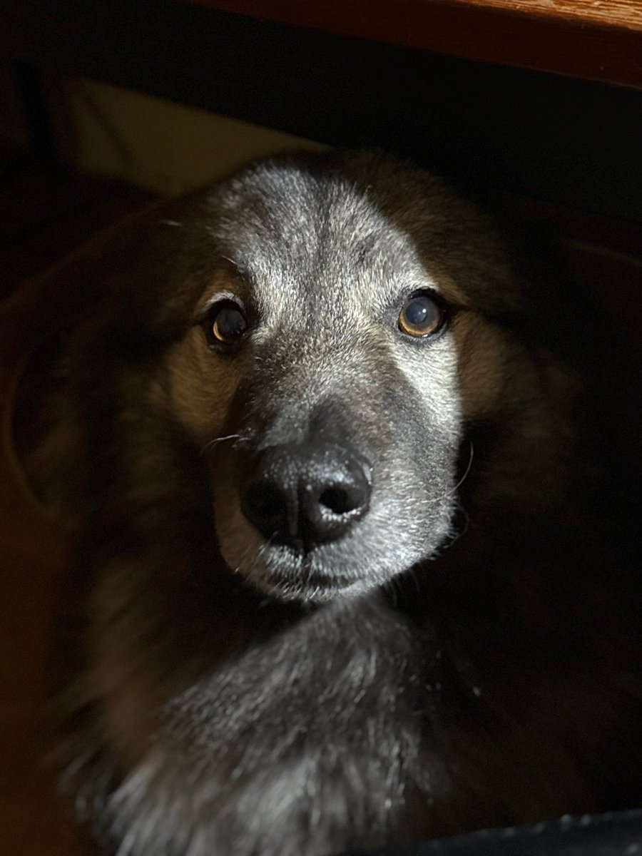 mo_floss's tweet photo. The True DOGE and he wants to know what’s in #fortknox @DOGE @elonmusk https://t.co/vZnXB47MDG