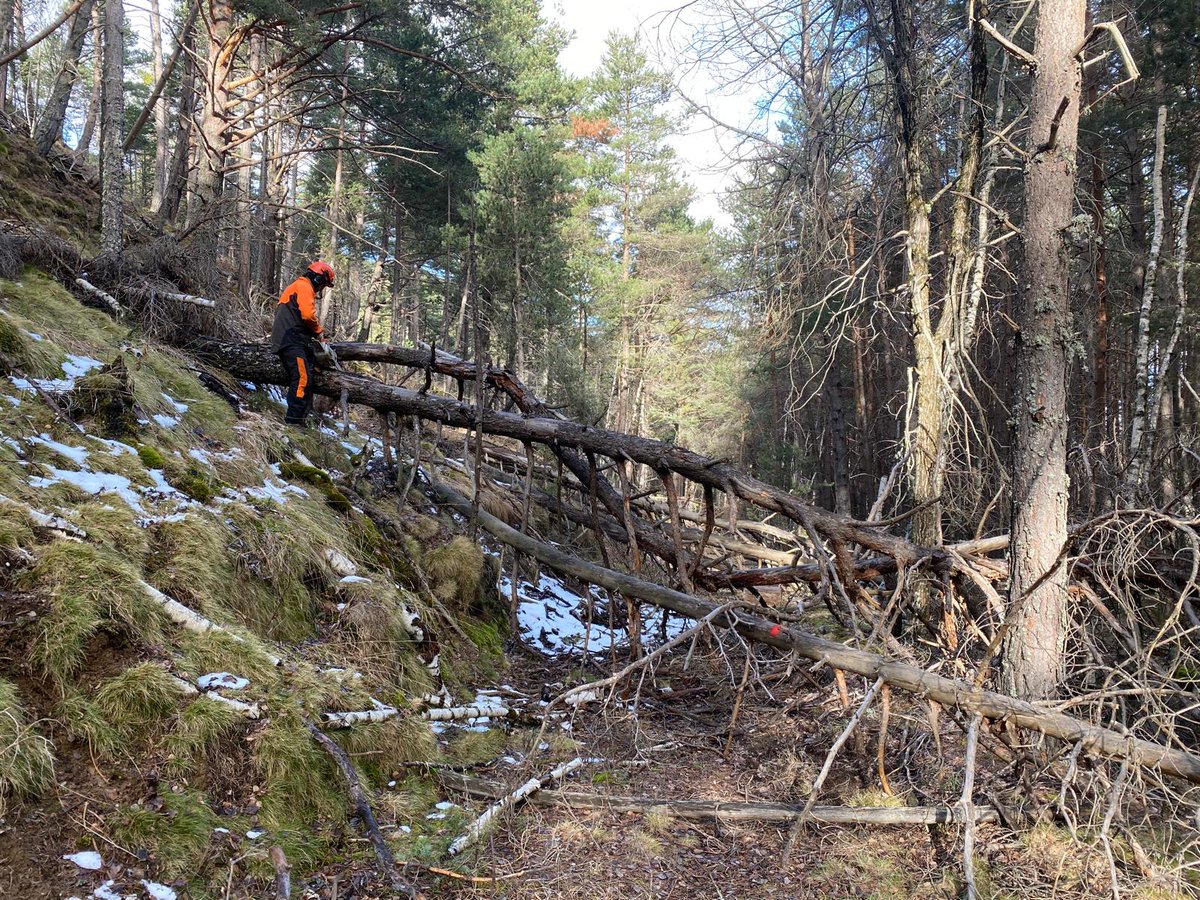 Parc Natural de l'Alt Pirineu tweet media
