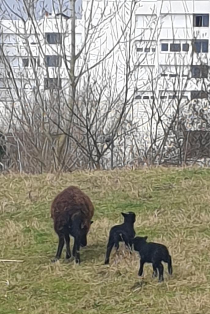 LycéeChamplain94430 tweet media