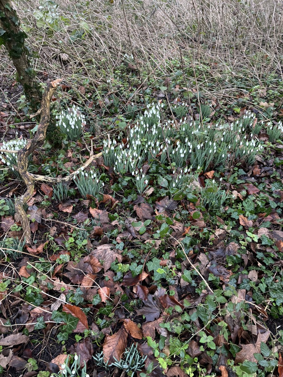 Sheppy121's tweet photo. @MonkeyIslandLn Some on Queens Eyot too spring just round the corner https://t.co/NYrBxc5eiz