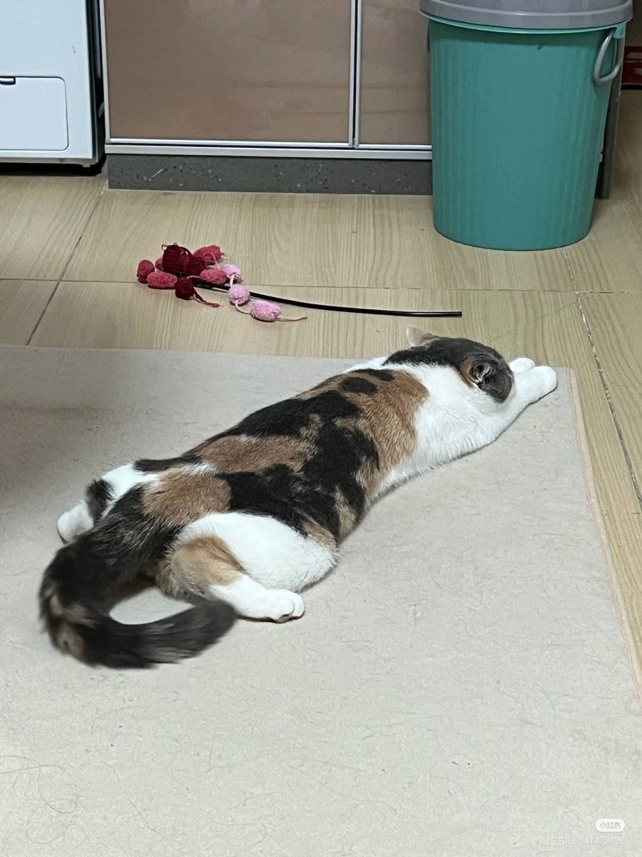 nocontextscats's tweet image. FLAT