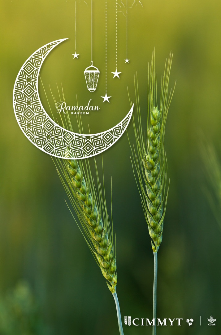 #RamadanKareem
Wishing you a month filled with peace and joy.
<a href="/CIMMYT/">CIMMYT</a> <a href="/CGIAR/">CGIAR</a>
