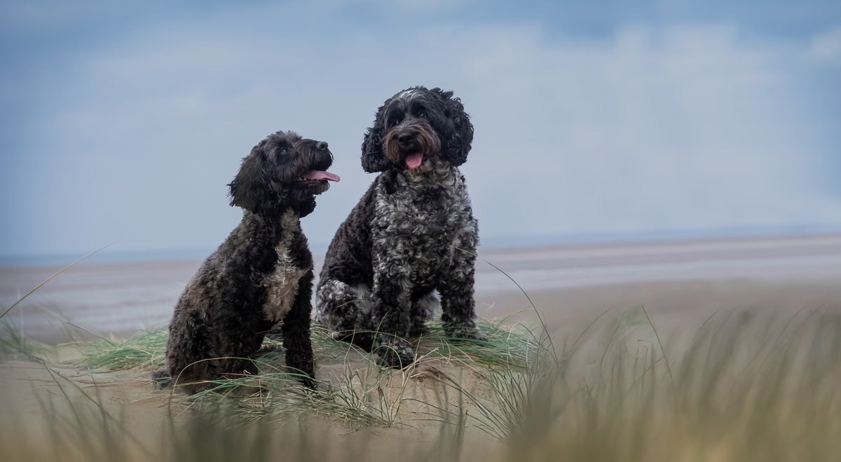 skedoggle tweet media