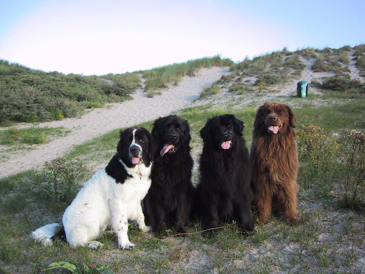 audiporn13's tweet image. Foto uit de oude doos 

Zo ging ik vroeger wandelen in Hoek van Holland 🤎🤍🖤

Fijn weekend allemaal 

#newfoundlander #hoekvanholland