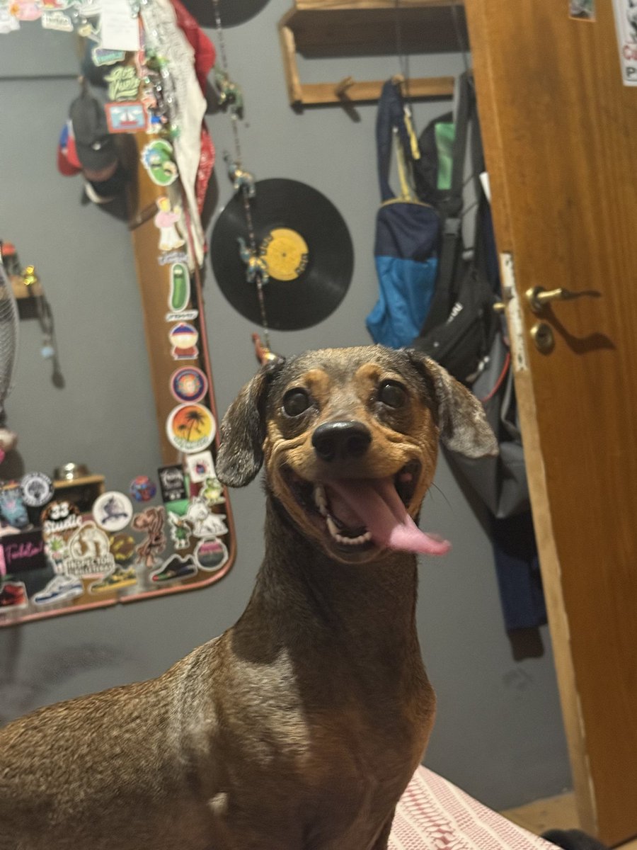 ZorzonJose's tweet photo. Bueno, no soy de hacer esto; ni siquiera se como se hace. 
Ella es Luna mi perra, la amo con todo mi corazón. 
Es Hermosa y Vive sonriendo. 
A Luna la adopte hace 3 años. Desde hace 3 años que ese cuerpito me da de Su amor inmenso.+ https://t.co/gs5F2EyLju