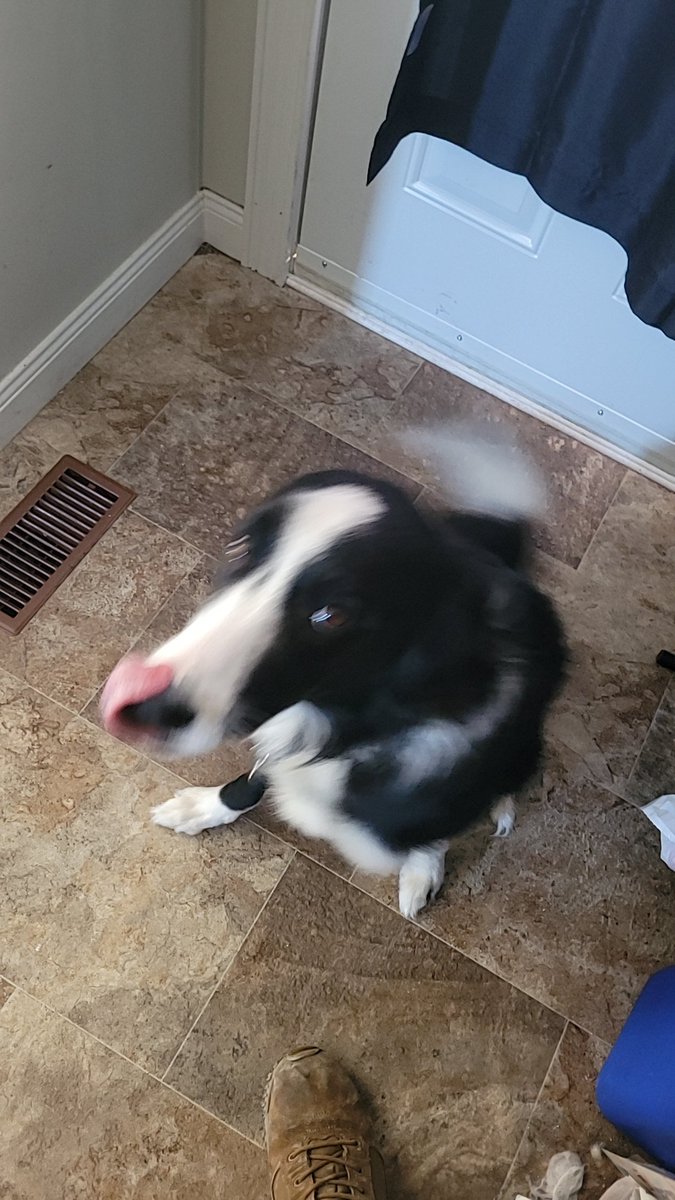 ElementalFriend's tweet image. Some pupper pics for everyone's feed, it's his 1 year birthday tomorrow!!!